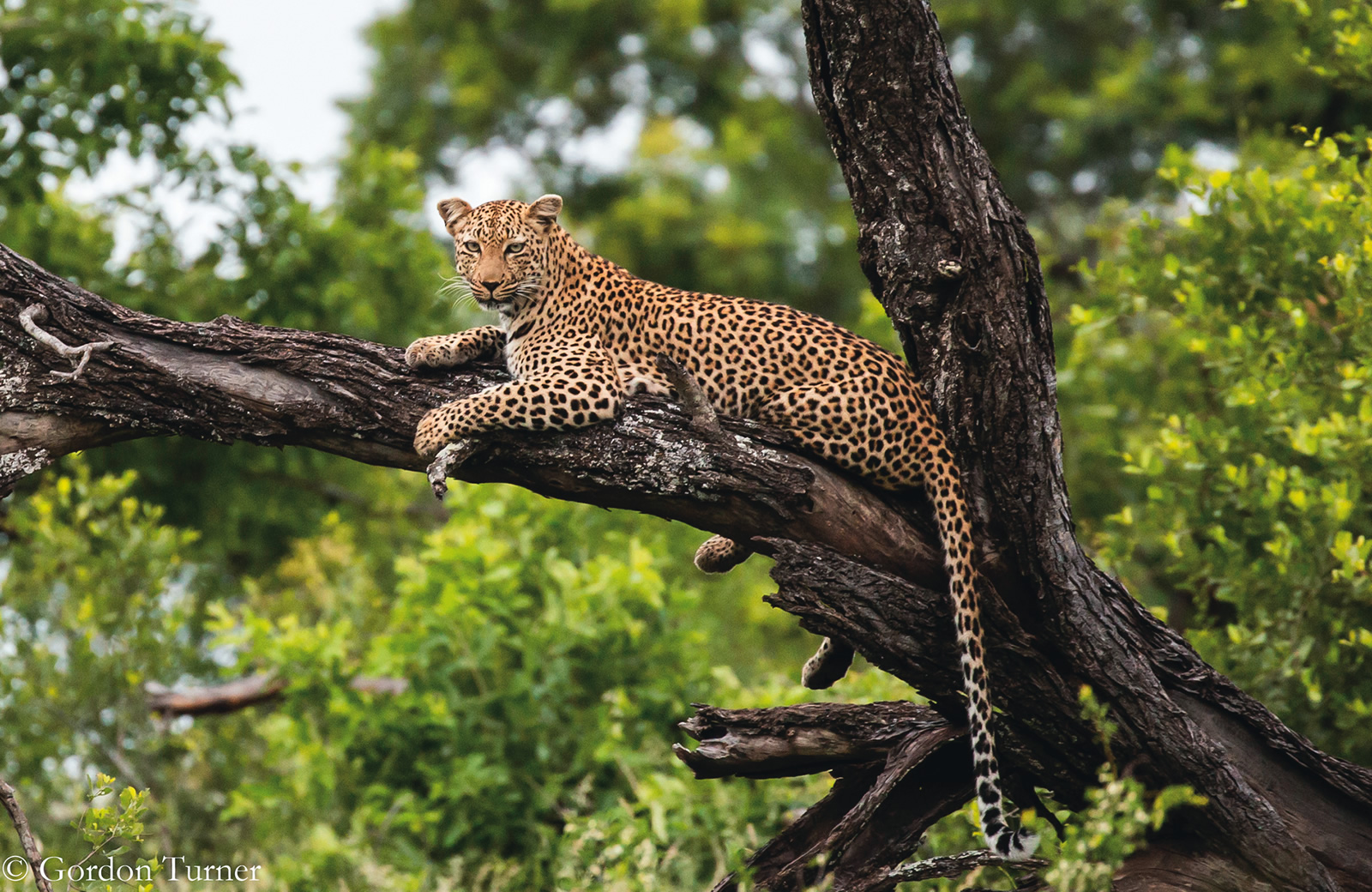 Discover South Africa with PerryGolf.